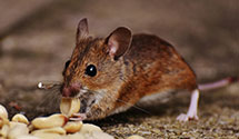 24 Hour & Emergency Exterminators in Goldfield, MS